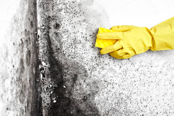 Best Insurance-Related Mold Remediation in San Saba, TX