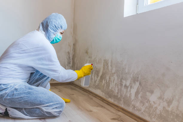 Best Attic Mold Remediation in San Saba, TX