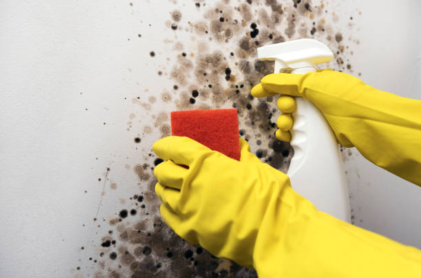 Best Mold Remediation for Schools in San Saba, TX