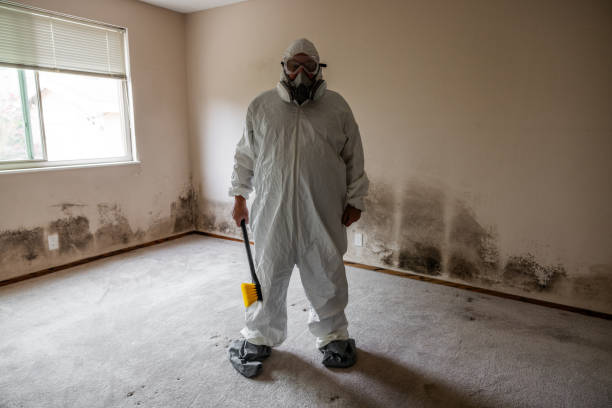 Best Emergency Mold Remediation in San Saba, TX