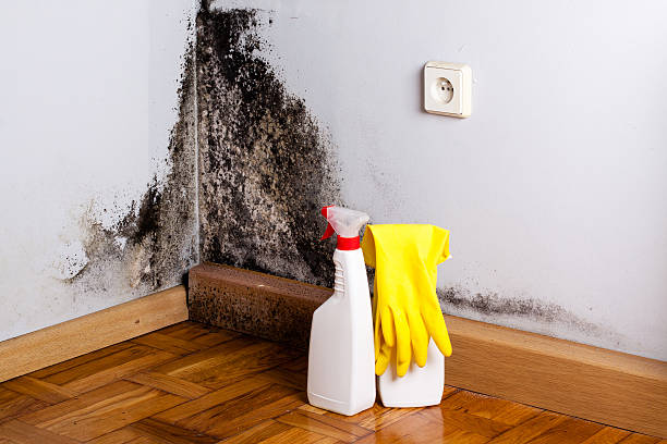 Best Kitchen Mold Remediation in San Saba, TX