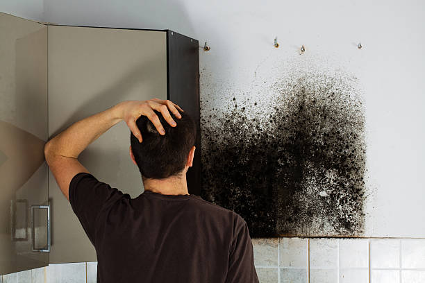 Best Localized Mold Remediation (e.g., coastal areas, humid climates) in San Saba, TX